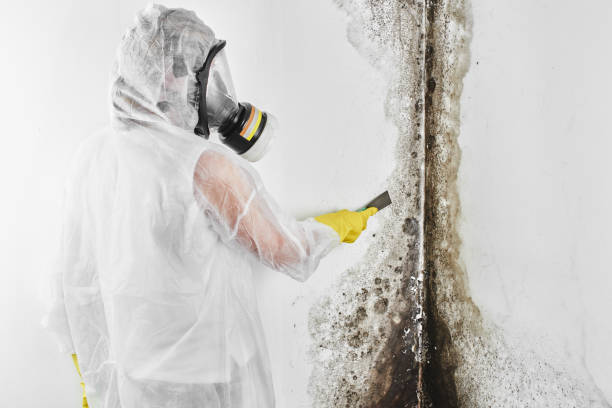 Best Black Mold Remediation in Gaylord, MI