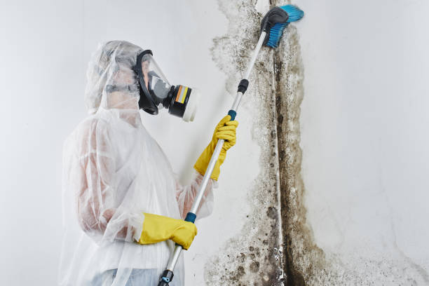 Best White Mold Remediation in Gaylord, MI