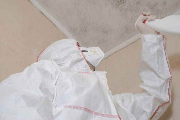 Best Kitchen Mold Remediation in Gaylord, MI
