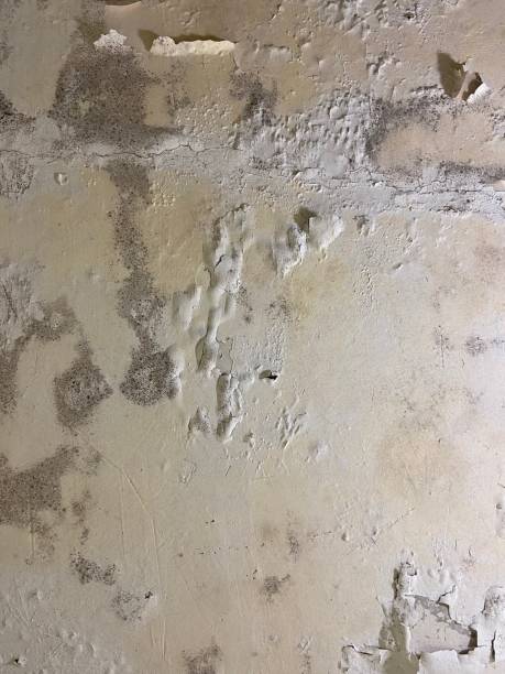 Best DIY Mold Remediation Support Services in Gaylord, MI