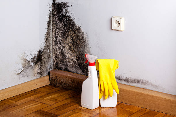 Best Bathroom Mold Remediation in Gaylord, MI