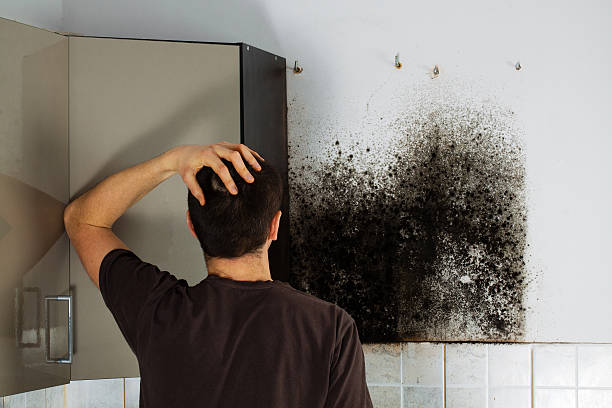 Best Mold Testing and Inspection Services in Gaylord, MI
