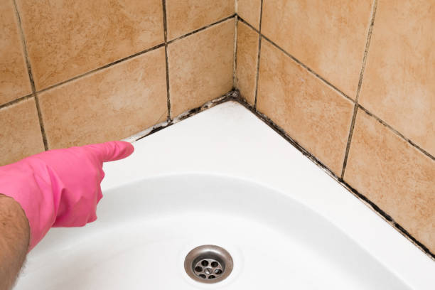 Best Residential Mold Remediation in Gaylord, MI